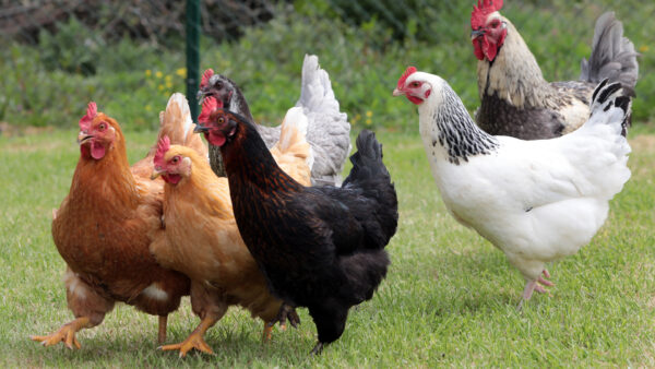 Poules de reforme issues d'élevage de pondeuses