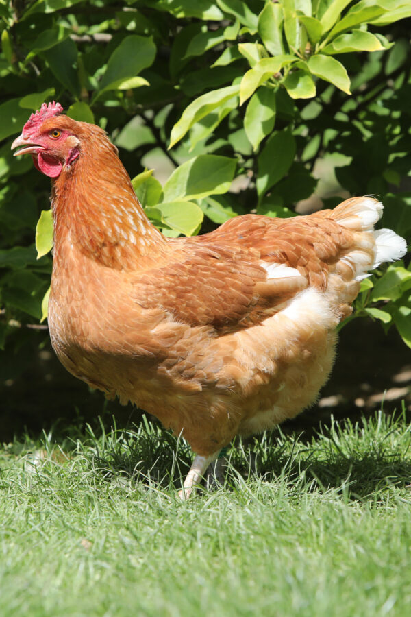 Poulet roux cou plein à pattes et peau blanches - CNRB (G657N)