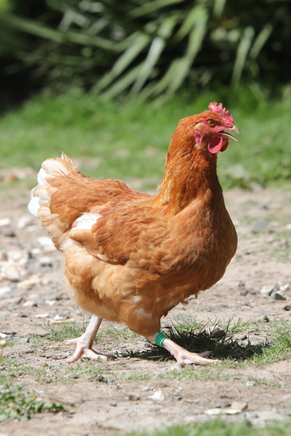 Poulet roux cou plein à pattes et peau blanches - JA 657