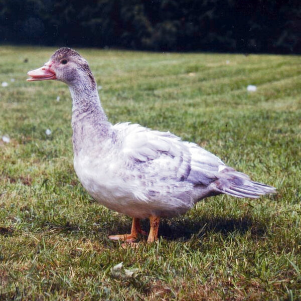 Canard allant du tout noir au tout blanc - Barbarie Femelle