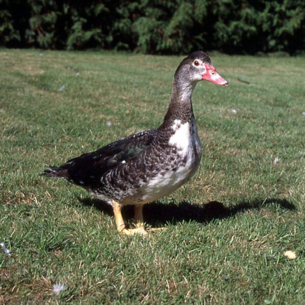 Canard allant du tout noir au tout blanc - Barbarie Mâle