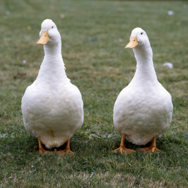 Canard blanc - Pékin