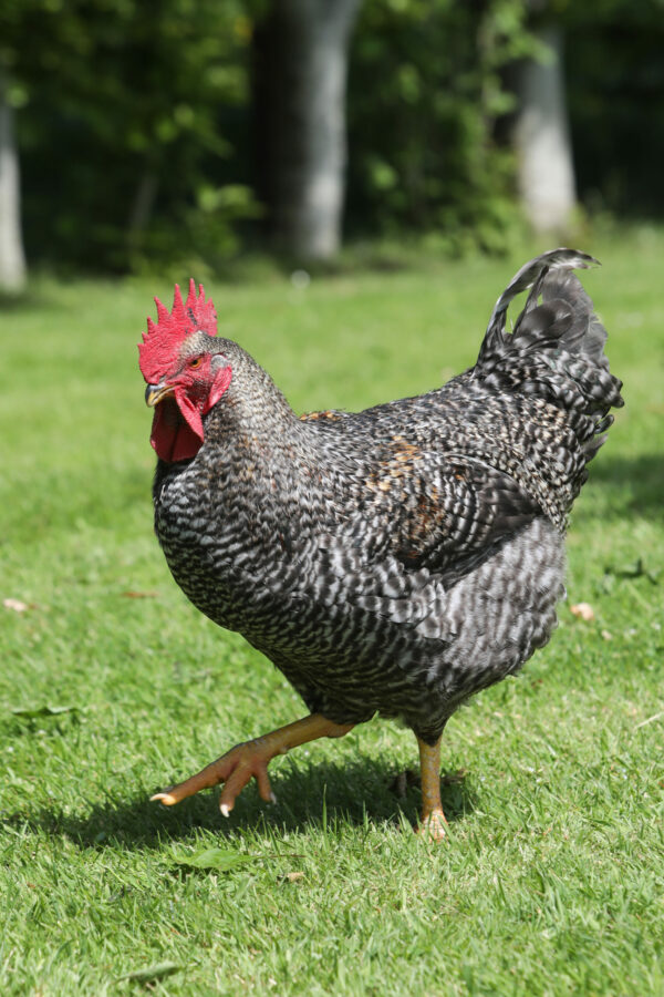 Poulette grise barré à pattes jaunes - Grise