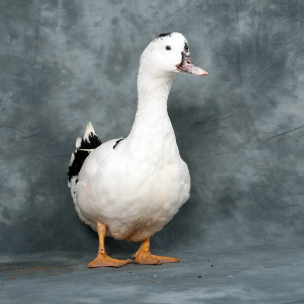 Canard allant du blanc au noir en passant par le marron - Mulard Femelle