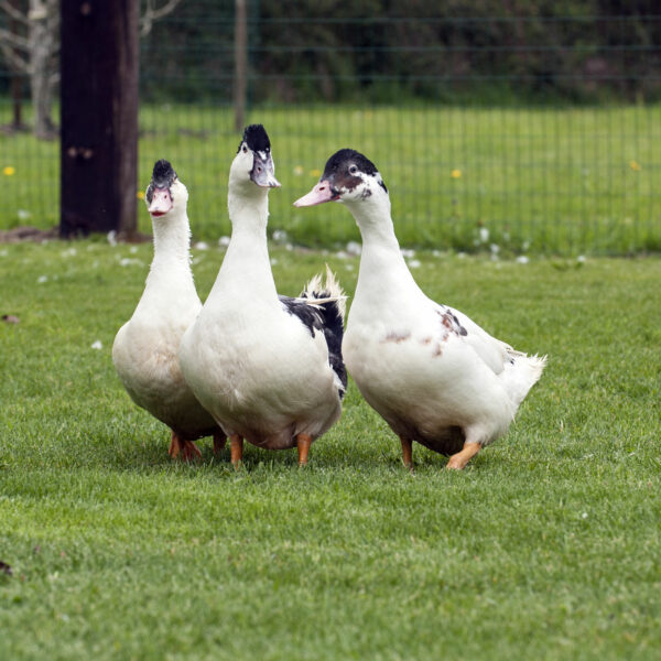 Canard allant du blanc au noir en passant par le marron - Mulard Mâle