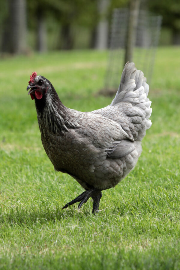 Poulette couleur cendre avec reflets rouges et pattes grises - Cendrée