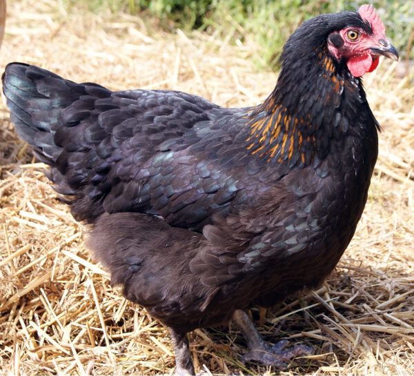 Poulette élégante avec robe noire et cuivrée - Marans