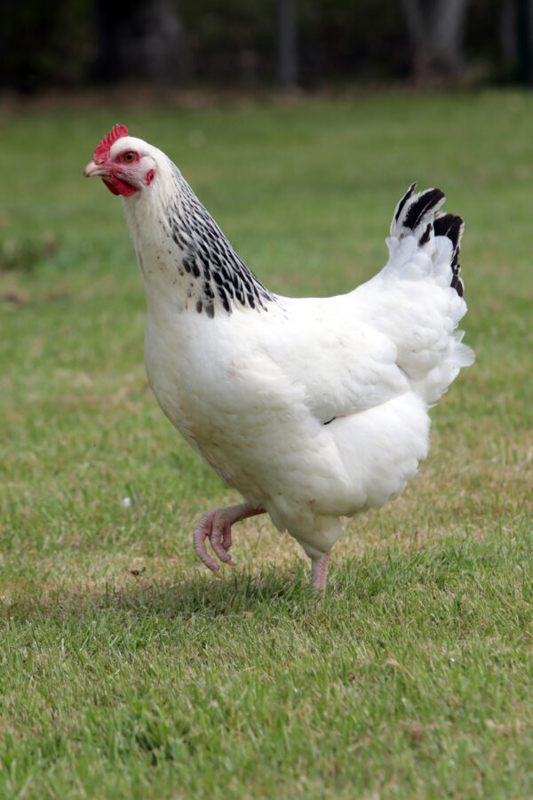 Poulet lourd blanc à pattes blanches - JA 957