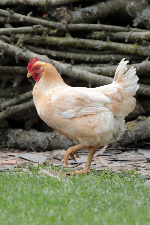 Poulet lourd blanc à pattes jaunes - JA 787