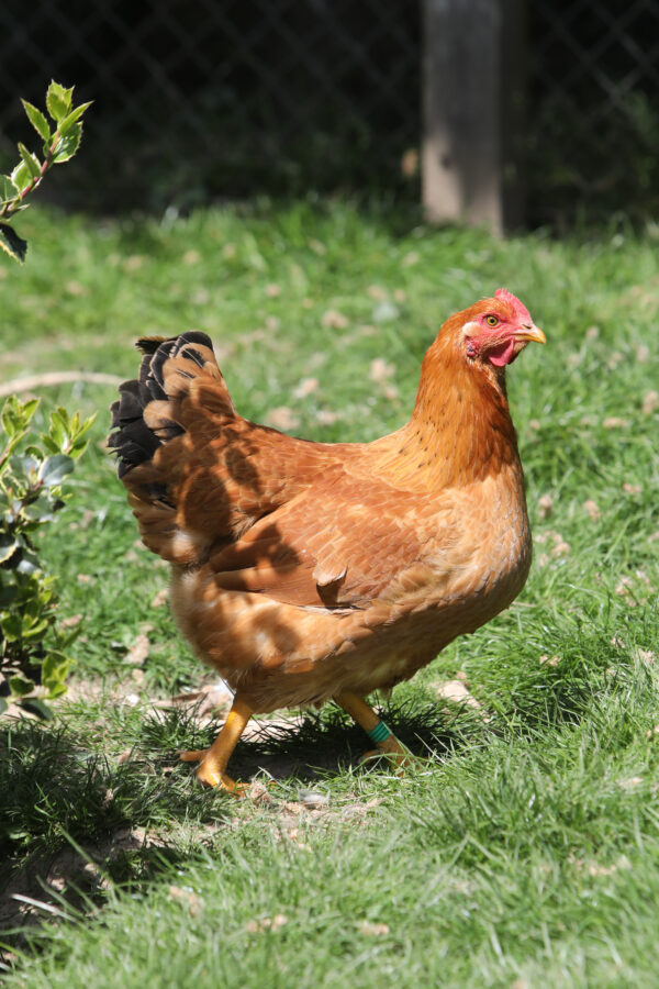 Poulet roux cou plein à pattes et peau jaunes - RJ (XL431)