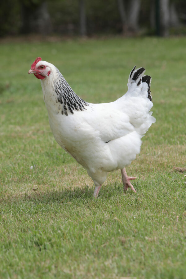 Poulette blanche avec un camail noir à pattes blanches - Sussex