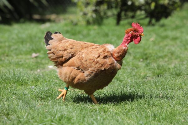 Poulet roux cou nu à pattes et peau jaunes - CNRJ (S757N)