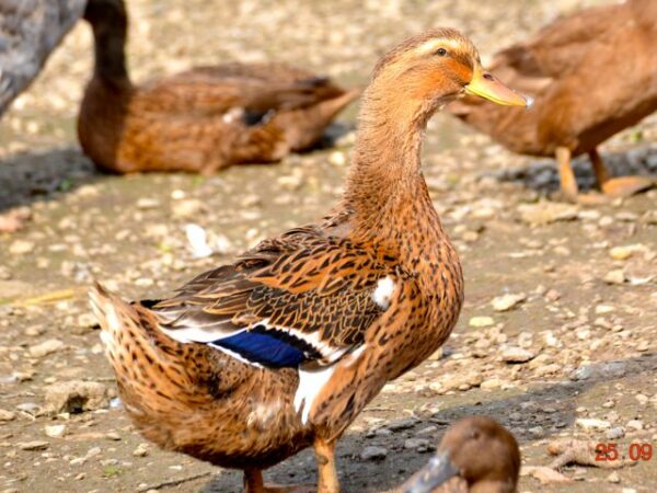 Male coloré et femelle marron - Rouenais