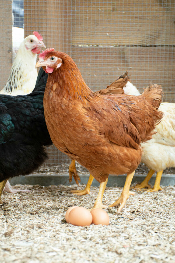 Poulette fermière rousse à queue noire - Rousse